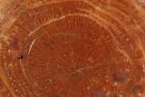 Polished Petrified Wood (Araucarioxylon) Round - Arizona #143821-1